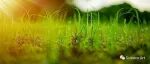 Nature特邀评论：基因修饰可以提高作物产量，但请勿言过其实，需满足下列五大标准
