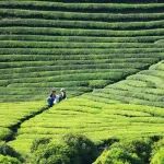 《食品科学》：刘振研究员、赵洋副研究员等：基于超高效液相色谱-四极杆-静电场轨道阱质谱技术的不同黄金茶品种绿茶差异成分分析