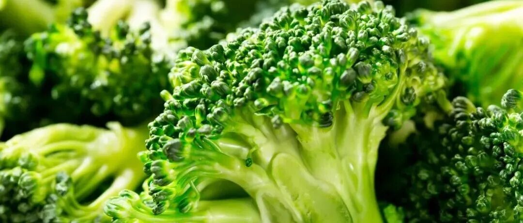 《食品科学》：中国农业大学刘海杰教授等：西兰花苗中萝卜硫素合成的调控手段研究进展
