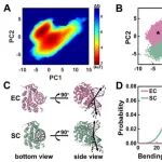 J Phys Chem Lett | 清华大学陈春来团队与合作者破解DNA糖基化酶损伤修复过程靶标搜索的“速度–稳定性悖论”