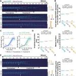 Genome Biol | 中科大符传孩教授课题组基于人工融合染色体研究揭示染色体数目对有丝分裂与减数分裂的差异性调控机制