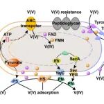 华南师范大学晏波团队ACS ES&T Engg.：Enterococcus faecalis的多级钒解毒机制