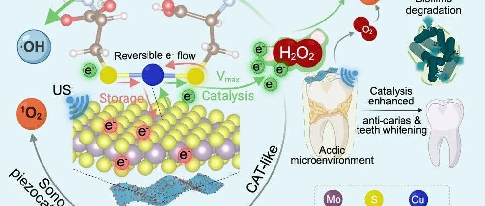 【Adv.Sci】单原子 S-Cu-S 位点的工程尺寸构型作为可逆电子站以增强类过氧化物酶活性-扬州大学&中科院高能物理所