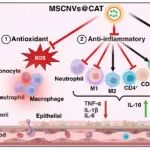 ACS Nano：吸入间充质干细胞源性纳米囊泡可递送过氧化氢酶以增强急性肺损伤治疗