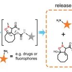 JACS：基于环辛炔-硝酮的点击释放化学用于实现生物正交前药的体内外激活