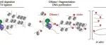 北京大学李程研究员《Neuron》：开放染色质互作新技术并鉴定人类胎脑的独特基因空间调控模式