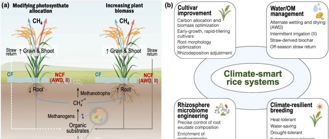 展望文章丨GLOBAL CHANGE BIOL：超越品种改良，迈向气候智能型稻作体系