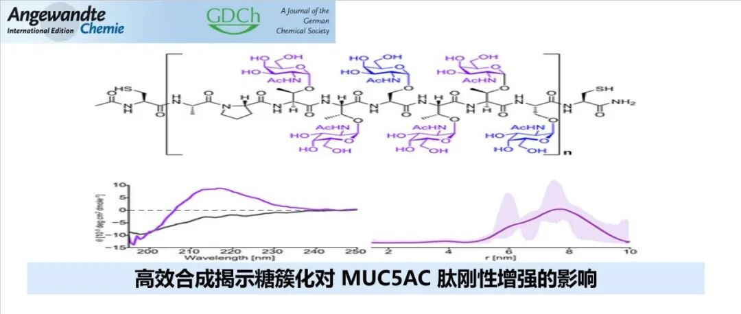 Angew | 高效合成揭示糖簇化对 MUC5AC 肽刚性增强的影响