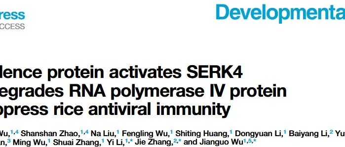文献分享|毒力蛋白激活SERK4并降解RNA聚合酶IV蛋白，抑制水稻抗病毒免疫