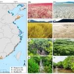 GEB | 华东师范大学许媛副研究员团队：滨海湿地地下生物类群大尺度多样性分布格局