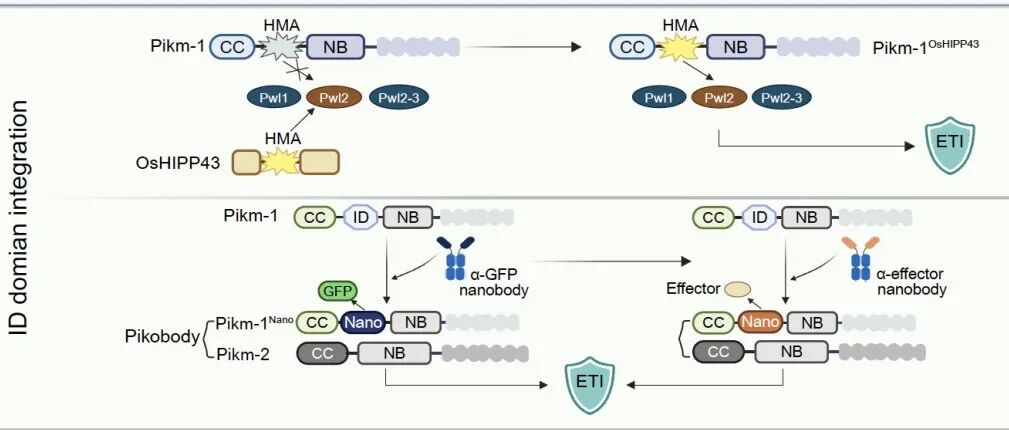 JIPB丨中国农业大学张永亮课题组发表植物NLR蛋白工程化改造评述文章