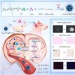 Biomaterials丨尹鑫/李媛媛/唐本忠等合作设计NIR-II成像靶向纳米平台通过双重抗氧化-铁死亡作用抑制脑部炎症！