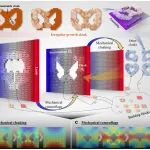 研究前沿：西北工业大学 李冰，无序结构-力学隐身 | Nature Communications