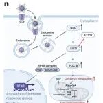 Nat Nanotechnol | 浙江大学方向前法开发新型时空自适应纳米治疗剂用于促进衰老下的组织再生