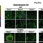 由于数据操纵，Cell Metab被撤回，导师表示是第一作者从事学术不端