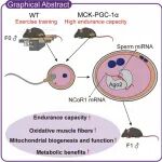 Cell Metab丨南京大学张辰宇/陈熹/陈迪俊等合作发现DNA以外的新遗传密码，可实现运动能力和代谢健康的代际遗传
