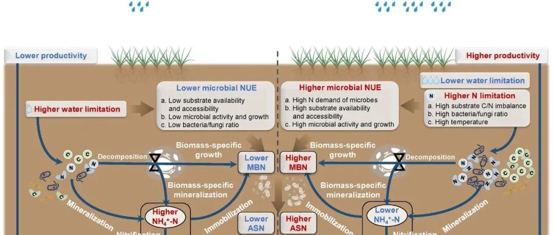 土壤微生物氮代谢丨GLOBAL CHANGE BIOL：干旱加剧阻碍土壤微生物提升氮利用效率