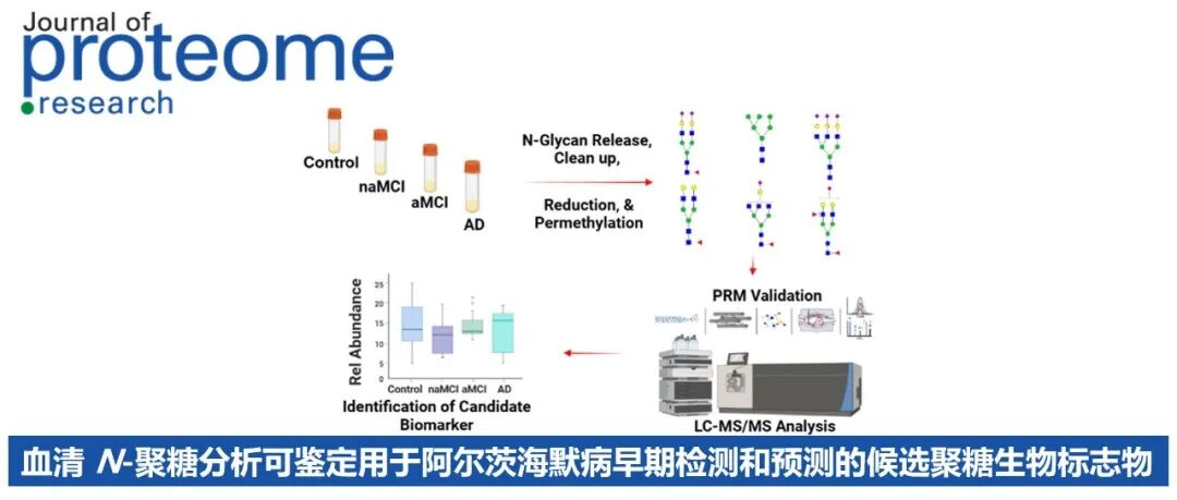 J. Proteome Res. | 血清 N-聚糖分析可鉴定用于阿尔茨海默病早期检测和预测的候选聚糖生物标志物