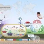 中科院城市环境所城市土壤生物地球化学过程创新团队PNAS：全球变化下病毒研究方向新进展
