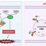Mol Cancer丨大连医科大学马骁驰等研究发现P23通过分子伴侣介导的自噬阻断 GPX4 降解调节铁死亡
