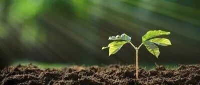 SBB 最新重磅综述 | Yakov等提出土壤生物学与生物化学的关键性未解难题！