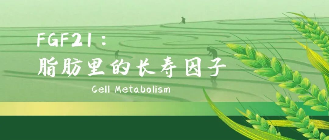 Cell Metabolism：FGF21：脂肪里的长寿因子