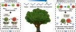 【Chem. Eng. J.】北理工孙剑团队：质子溶剂与质子型离子液体协同作用促进木质素脱甲基反应