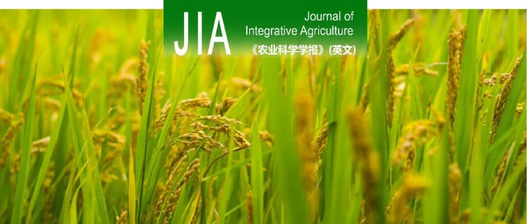JIA | 湖南农业大学揭示脱落酸通过调控镉转运与细胞壁阻隔降低水稻镉积累的机制