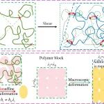 湘潭大学邢子彧/刘运牙/赵荣国课题组 Macromolecules：橡胶类聚合物非仿射变形的官能度依赖性和blob补充运动