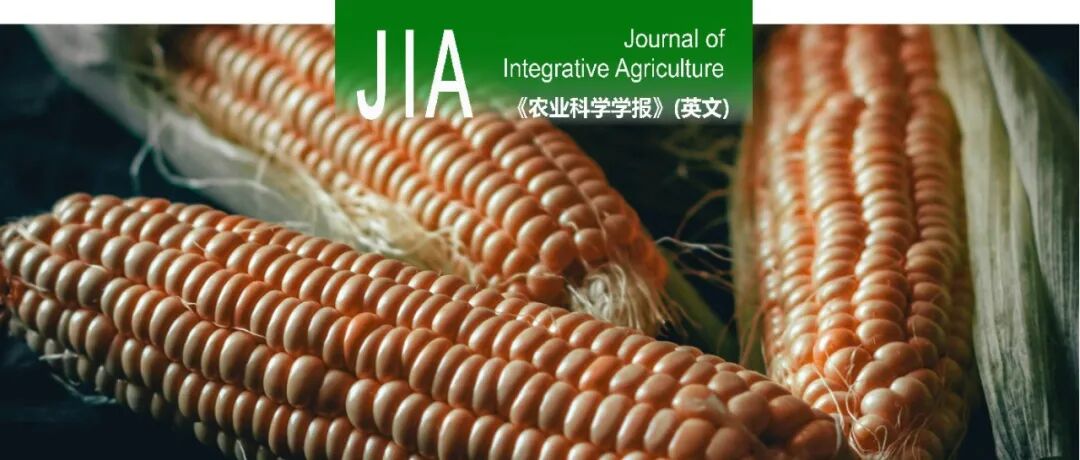 JIA | 2023—2025年「玉米遗传育种」论文合集