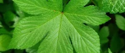 Bioresource Technol | 河南农业大学设施蔬菜栽培科技创新团队在农用酵素领域取得新进展