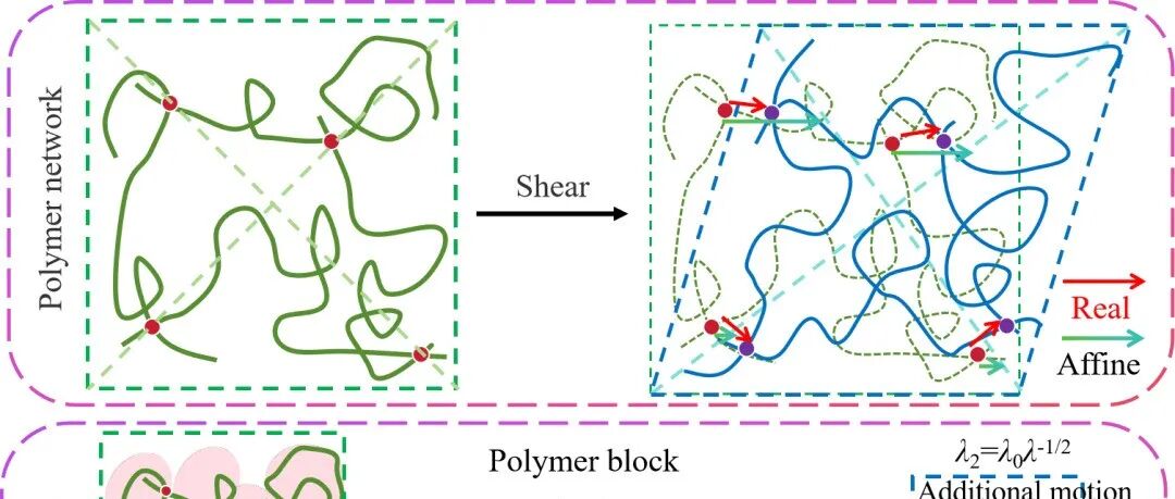 湘潭大学邢子彧 Macromolecules：橡胶类聚合物非仿射变形的官能度依赖性和blob补充运动