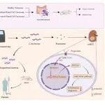 Cell Rep Med丨上海交通大学郑军华/翟炜团队和刘尽尧团队合作研究：肠道中共生细菌影响肾透明细胞癌的进展