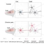 Neuron | 上海药物所王瑜珺等发现星形胶质细胞介导的中央杏仁核微环路调控疼痛并发焦虑的关键机制！