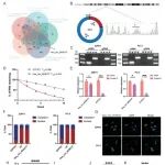 MOL CANCER丨复旦大学秦晓健等团队研究揭示hsa_circ_0038737调节CRPC中PARPi耐药性的分子机制
