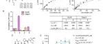 JACS | 靶向Granzyme B的“可激活”近红外探针实现免疫治疗早期响应可视化