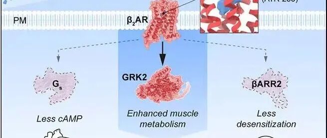Cell｜用于治疗2型糖尿病和肥胖症的GRK偏向肾上腺素能激动剂