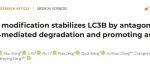 PNAS|类泛素化修饰通过拮抗泛素介导的降解并促进皮肤自噬稳定LC3B的机制研究
