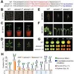 Plant Com | 浙江大学果实品质生物学团队构建最全番茄糖蛋白质组图谱，揭示SlMNSI1调控果实发育的分子基础