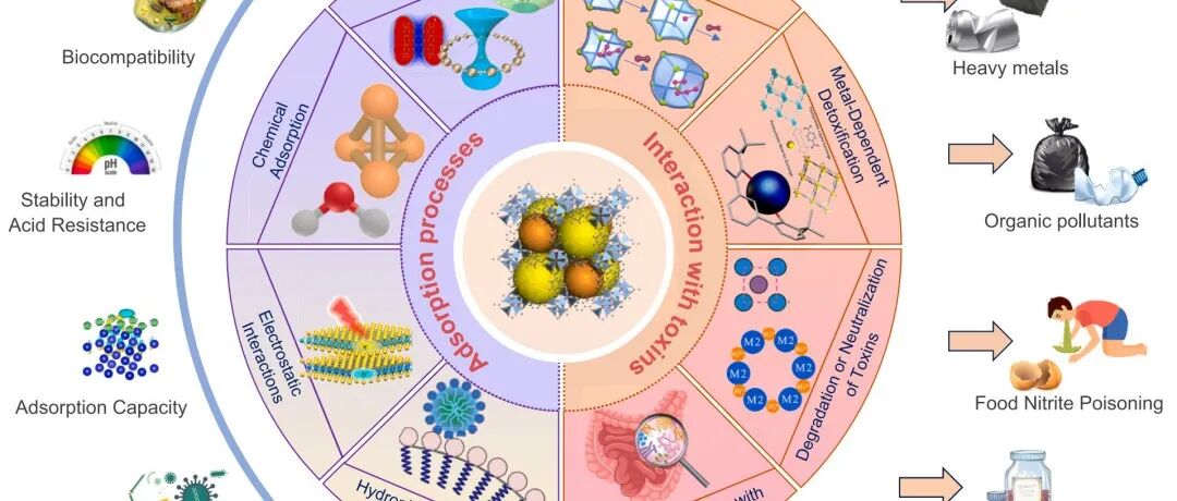 【Coord.Chem.Rev】口服 MOF 的前景广阔：重新定义胃肠道排毒策略-电子科技大学医学院缪养宝副研究员