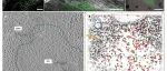 Sci Adv | 北京大学郭强课题组与合作者揭示应激颗粒的冷冻原位结构