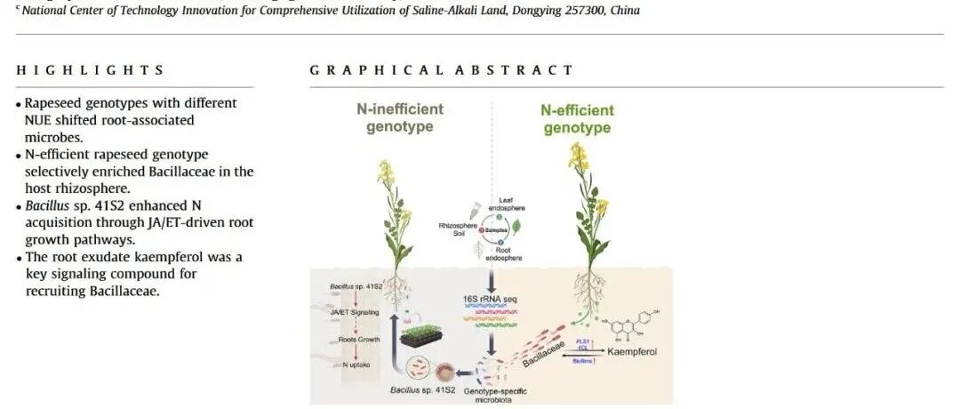 文献分享 | 山奈酚驱动基因型特异性芽孢杆菌科微生物群以增强油菜氮获取