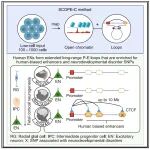 Neuron | 北京大学李程等开发了一种开放染色质互作新技术并鉴定出人类胎脑的独特基因空间调控模式