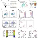 CMI丨浙江大学鲁林荣等通过研究Y139C突变剖析CTLA-4的反式内吞作用和信号抑制功能