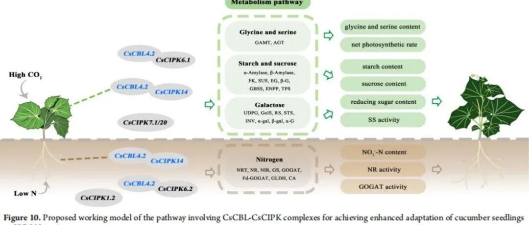【文献解读】扬州大学缪旻珉团队发现CsCBL4.2-CsCIPK14信号模块通过调控下游碳氮代谢增强黄瓜在高碳低氮条件下的适应性