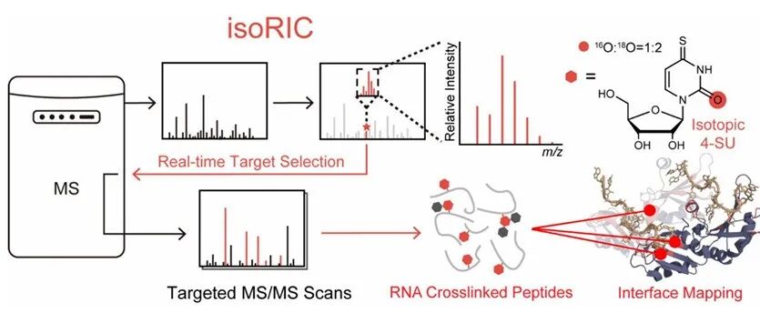 王初课题组开发位点特异性的RNA结合蛋白组学鉴定新方法