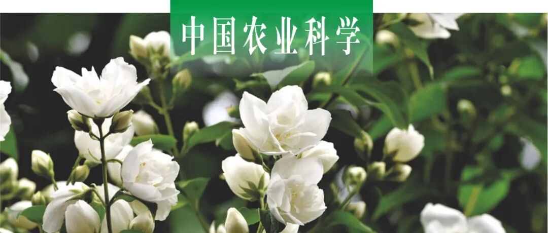 中国农业科学｜江苏省农业科学院邓衍明课题组对茉莉花FLA基因家族进行全基因组鉴定与分析