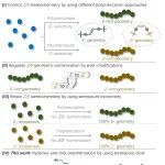 大连理工大学周辉 Macromolecules：点击聚合策略选择性构筑塑性及弹性高分子材料