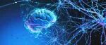 人类大脑为何独特？Neuron研究找到独的特基因空间调控模式
