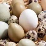 《食品科学》：王敬高级工程师等：超高效液相色谱-大气压化学电离-串联质谱法快速测定禽蛋中地克珠利和妥曲珠利残留标识物